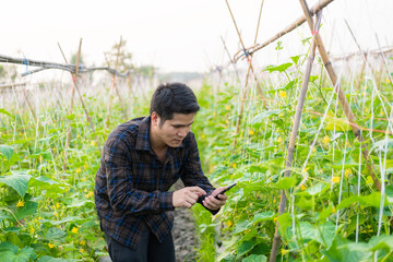 Asian male farmer in cucumber garden inspecting and checking produce for delivery online Young farmer and vegetable farm, agribusiness concept