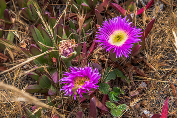 Bodega Bay Dunes Floral Display