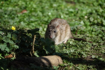 brown rat (Rattus norvegicus)