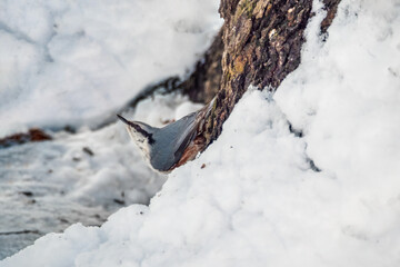 Bird Nuthatch on a tree trunk in search of food. Cute interesting forest bird Nuthatch. Nature background. Concept of the International Day of Birds. Copy space.
