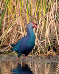Grey-headed swamphen or Porphyrio poliocephalus observed in Nalsarovar in India