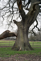 Fototapeta na wymiar Giant branch broken off an old oak tree