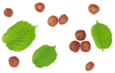 Hazelnuts isolated on the white background, top view