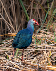 Grey-headed swamphen or Porphyrio poliocephalus observed in Nalsarovar in India