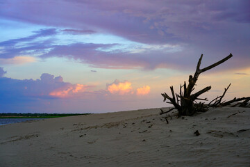 A withered tree on the sand on the beach.