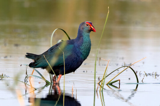 Grey-headed swamphen or Porphyrio poliocephalus observed in Nalsarovar in India