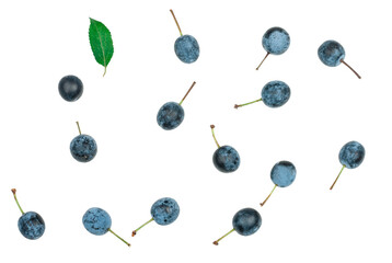 Blackthorn fruits isolated on a white background, top view