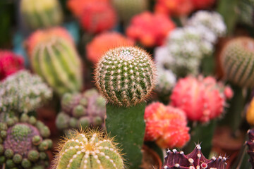 Fototapeta premium Grafted cactus gymnocalycium in cacti plant store. Mini moon cactus in the pot among various beautiful colorful cactuses.