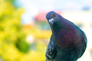 Funny pigeon looking at you - obrazy, fototapety, plakaty