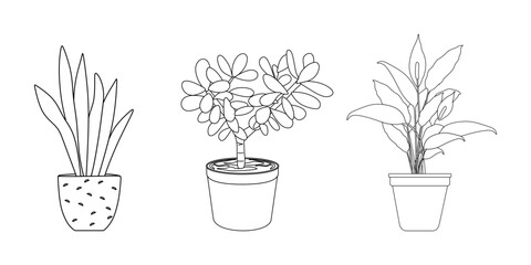 Hand drawn set of house plant in a pot. Outline room plant collection. vector illustration © Narek