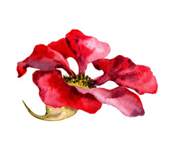 Red nasturtium flower. Watercolor illustration.
