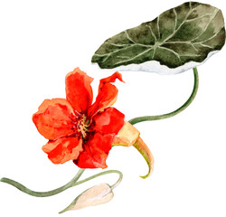 Orange nasturtium flower with bud and green leaf. Hand drawn watercolor illustration.