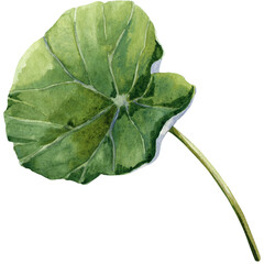Green leaf of nasturtium flower. Hand drawn watercolor illustration.