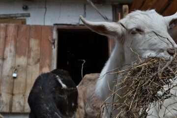 cows in stable