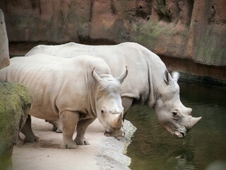 Fototapeta premium Rinocerontes blancos