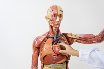Teacher hand pointing heart anatomy human body model on white background.Part of human body model...