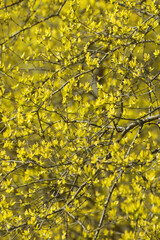 bright yellow spring floral abstract background pattern of forsythia blossoms vertical