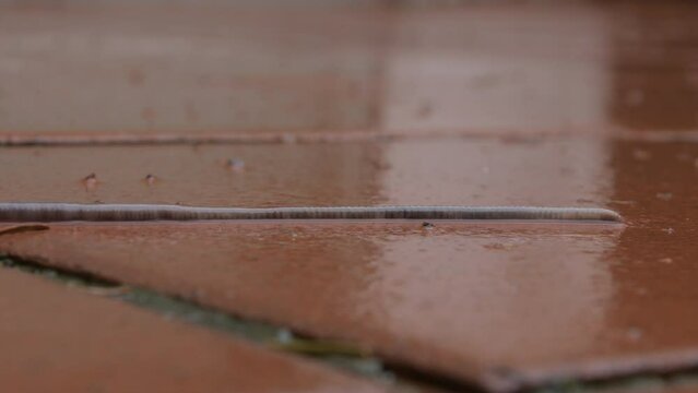 Red worm crawling on wet tiles after rain, accelerated shooting, slime, close-up.
