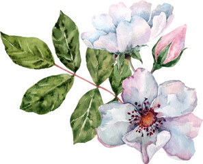 Rosehip flower. Wild Rose. Spring flowering branch. Watercolor.