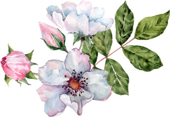 Rosehip flower. Wild Rose. Spring flowering branch. Watercolor.