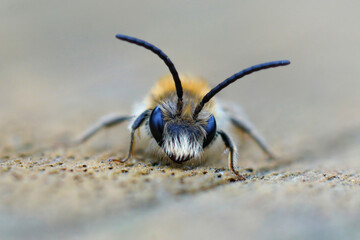 Close up on a small male red-tailed mining bee, Andrena haemorrhoa