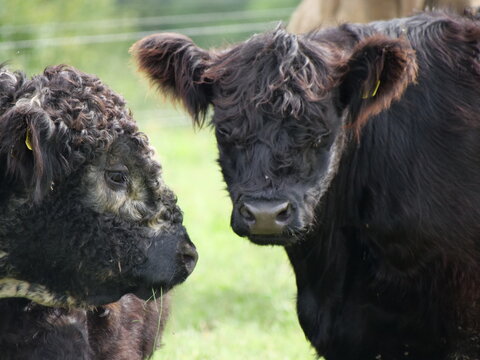 Zwei Stiere auf der Weide