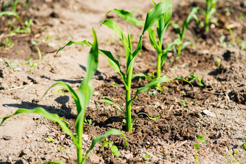 Growing stage of sweet corn plant.