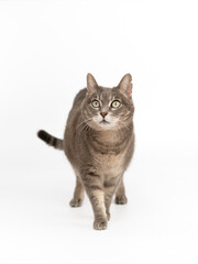Fototapeta premium Gatita Gris