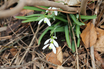 Blooming snowdrops in the forest