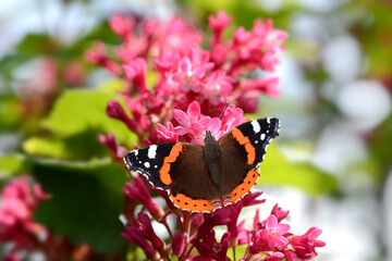 Schmetterling 1061 © K.-U. Häßler