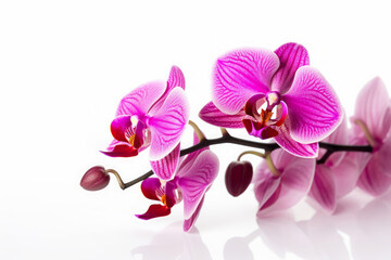 purple orchid isolated on white Generative AI