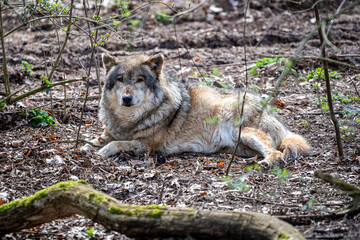 Ein alter Wolf im Wald