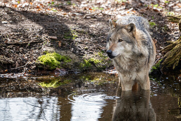Ein Wolf im Wasser