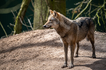 Ein Wolf hält Ausschau. 