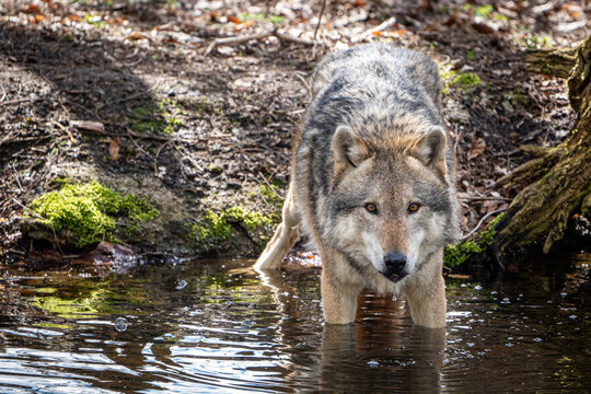 Ein Wolf im Wasser