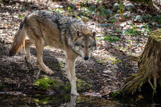 Ein Wolf hat Durst.