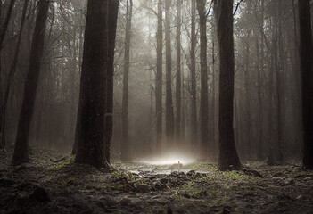 Fototapeta premium Eerie fog obscures the trees and the path ahead. The air is damp and heavy, with the mist causing everything to appear shrouded in a gray. Created using generative AI.