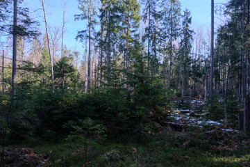 Coniferous forest in winter sun