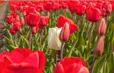 red and white tulips
