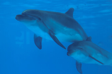 Naklejka premium Dolphin swimming in an aquarium