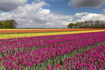Tulips in an agricultural field in spring under a cloudy sky
