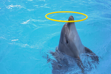 Dolphin swimming in an aquarium