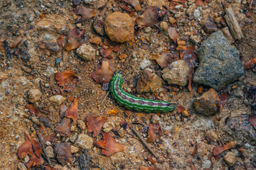 Obraz na płótnie Canvas Green color larvae of Sphinx pinastri, the pine hawk-moth on the ground