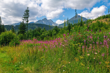 Beautiful summer landscape - footpath in High Tatras mountains, lush forest and pink fireweed or Elobium flowers