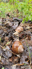 Meeting of two snails on wet leaves on a rainy spring morning, Lodz, Poland.