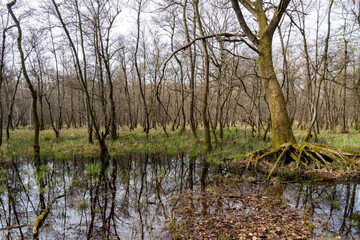 Sumpflandschaft in einem Auenwald