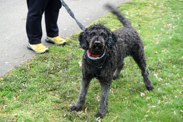 Schwarzer Mischlingshund mit Frauchen auf Wiese am Nachmittag im Frühling