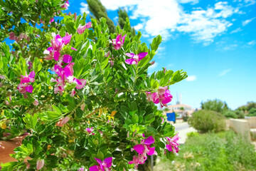 Obraz na płótnie Canvas beautiful flowers near the sea shore on nature park background