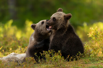 Fototapeta premium European brown bear cubs playing in the forest