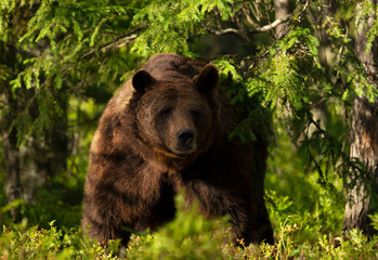 Impressive portrait of Eurasian Brown bear in forest